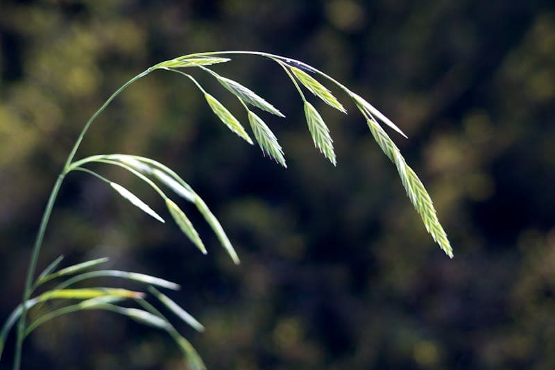 Brome Live at Georgie's